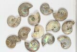 Lot: KG Silver Iridescent Ammonites (-) - Pieces #79446-1